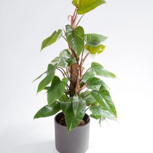 Philodendron ou filodendro com vaso Urban Jungle