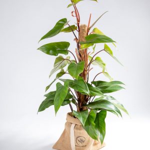 Philodendron ou filodendro Urban Jungle