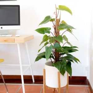 Philodendron ou filodendro com vaso Urban Jungle