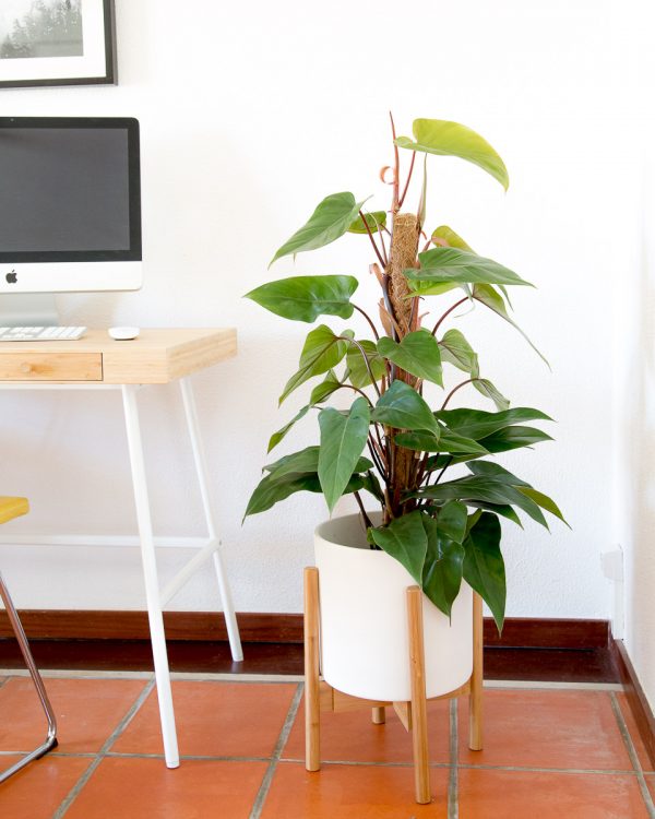 Philodendron ou filodendro com vaso Urban Jungle