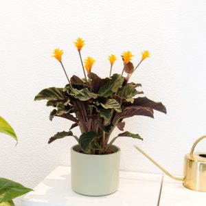 Calathea crocata Urban Jungle