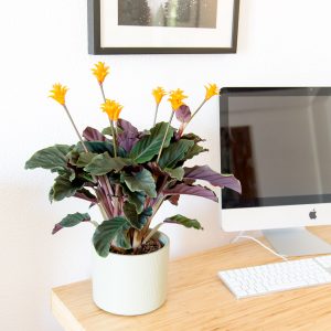 Calathea crocata Urban Jungle