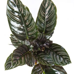 Calathea ornata sanderiana urban jungle