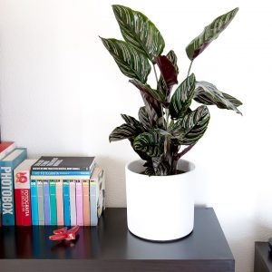 Calathea ornata sanderiana urban jungle