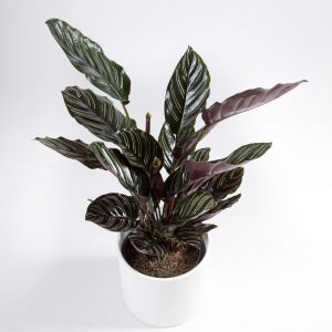 Calathea ornata sanderiana urban jungle