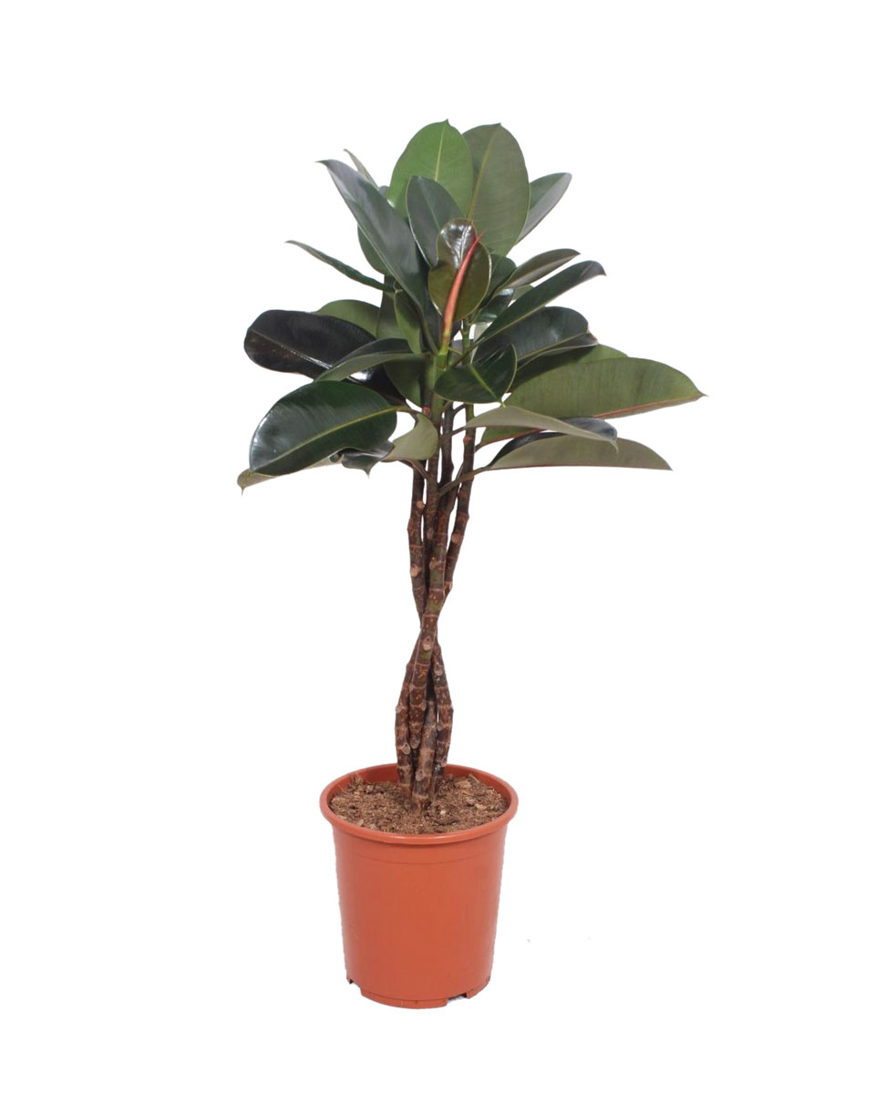 Ficus-elastica-Abidjan-tronco-trança