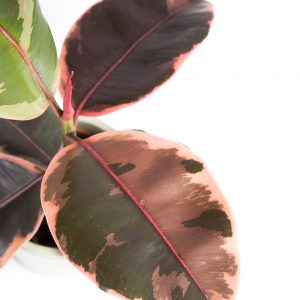 Ficus elastica ruby urban jungle