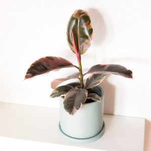 Ficus elastica ruby urban jungle