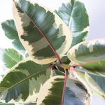 Ficus elastica tineke urban jungle-5