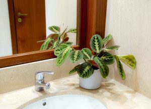 Plantas para casas de banho - Maranta em WC