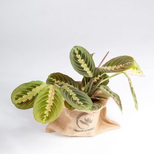 Maranta leuconeura urban jungle