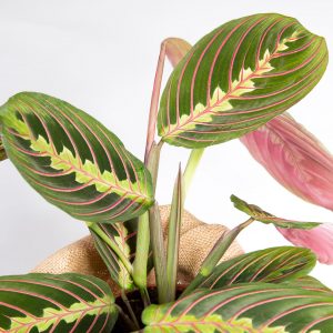 Maranta leuconeura urban jungle