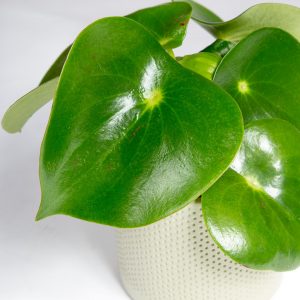 peperomia raindrop