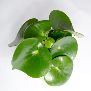 peperomia raindrop