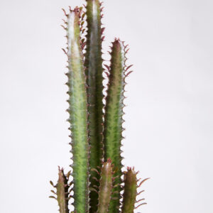 Euphorbia trigona rubra