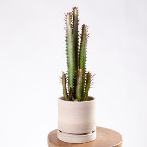 Euphorbia trigona rubra com vaso sigilo