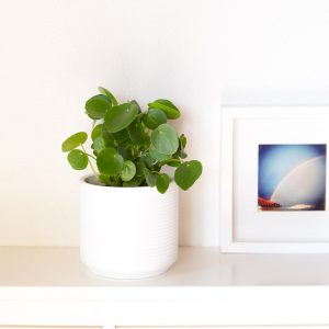 Pilea peperomioides com vaso urban jungle