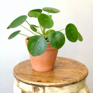 Pilea peperomioides vaso barro