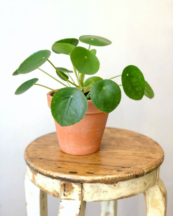 Pilea peperomioides vaso barro