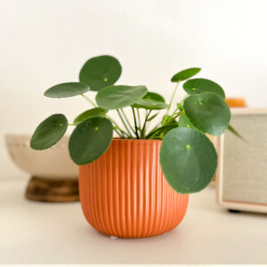 Pilea peperomioides vaso cerâmica terracota