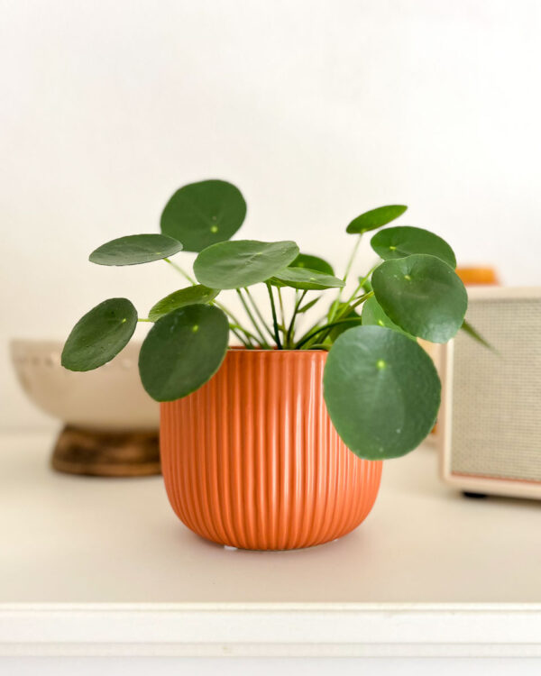 Pilea peperomioides vaso cerâmica terracota