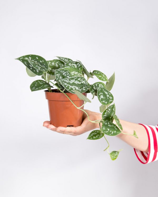 Que plantas escolher para locais com pouca luz e sombrios