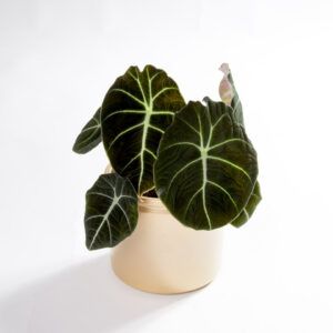 Alocasia black velvet urban jungle-3