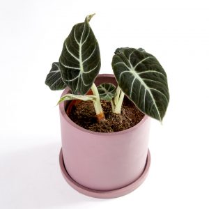 Alocasia black velvet com vaso urban jungle