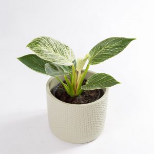 Philodendron birkin