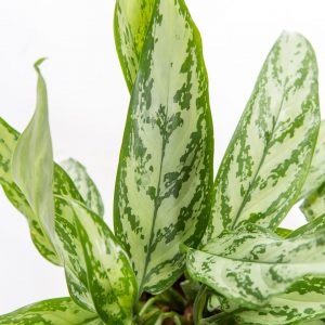 Aglaonema silver queen