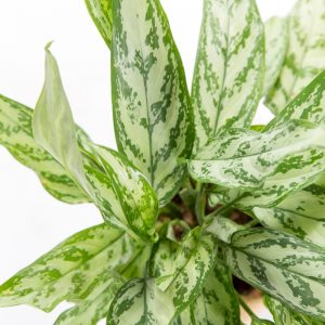 Aglaonema silver queen