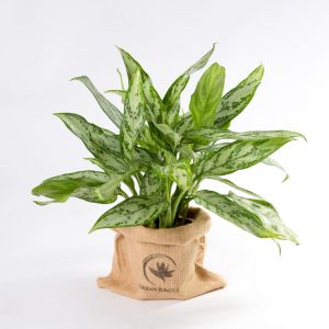 Aglaonema silver queen