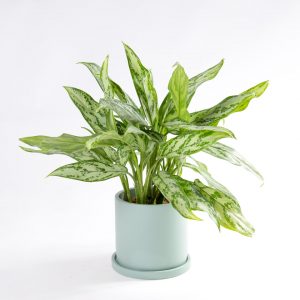 Aglaonema silver queen