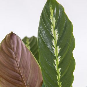 Calathea Maui Queen folha