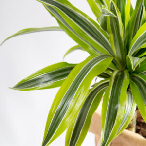 Dracaena lemon lime