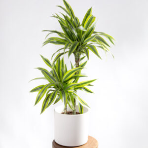 Dracaena lemon lime