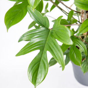 Philodendron florida green folhas
