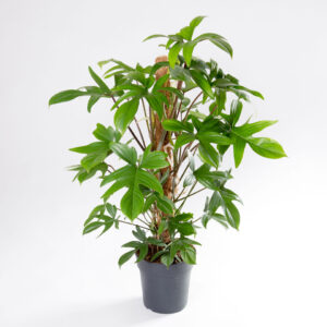 Philodendron florida green grande tutor