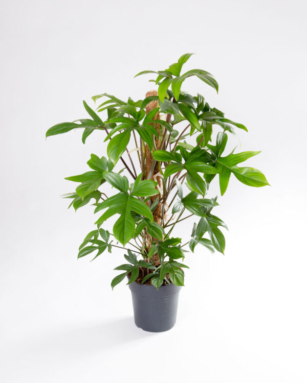 Philodendron florida green grande tutor