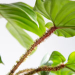 Philodendron squamiferum-4
