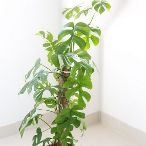 Rhaphidophora tetrasperma-philodendron minima