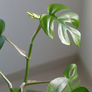 Rhaphidophora tetrasperma-philodendron minima