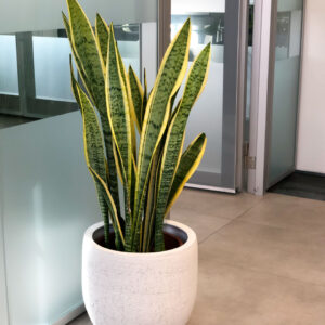 Sansevieria trifasciata - espada de são jorge em vaso branco cerâmica