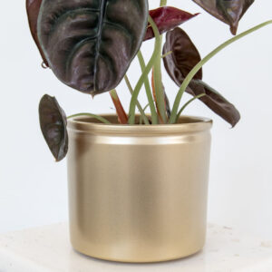 Vaso Lucca XS gold Alocasia Red Secret