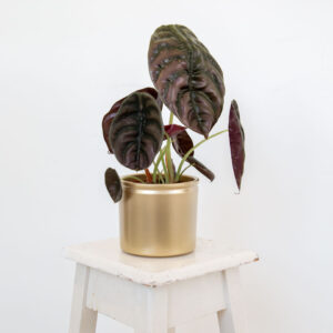 Vaso Lucca XS gold Alocasia Red Secret