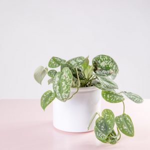 vaso para plantas ceramica