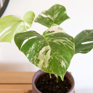 Monstera variegata