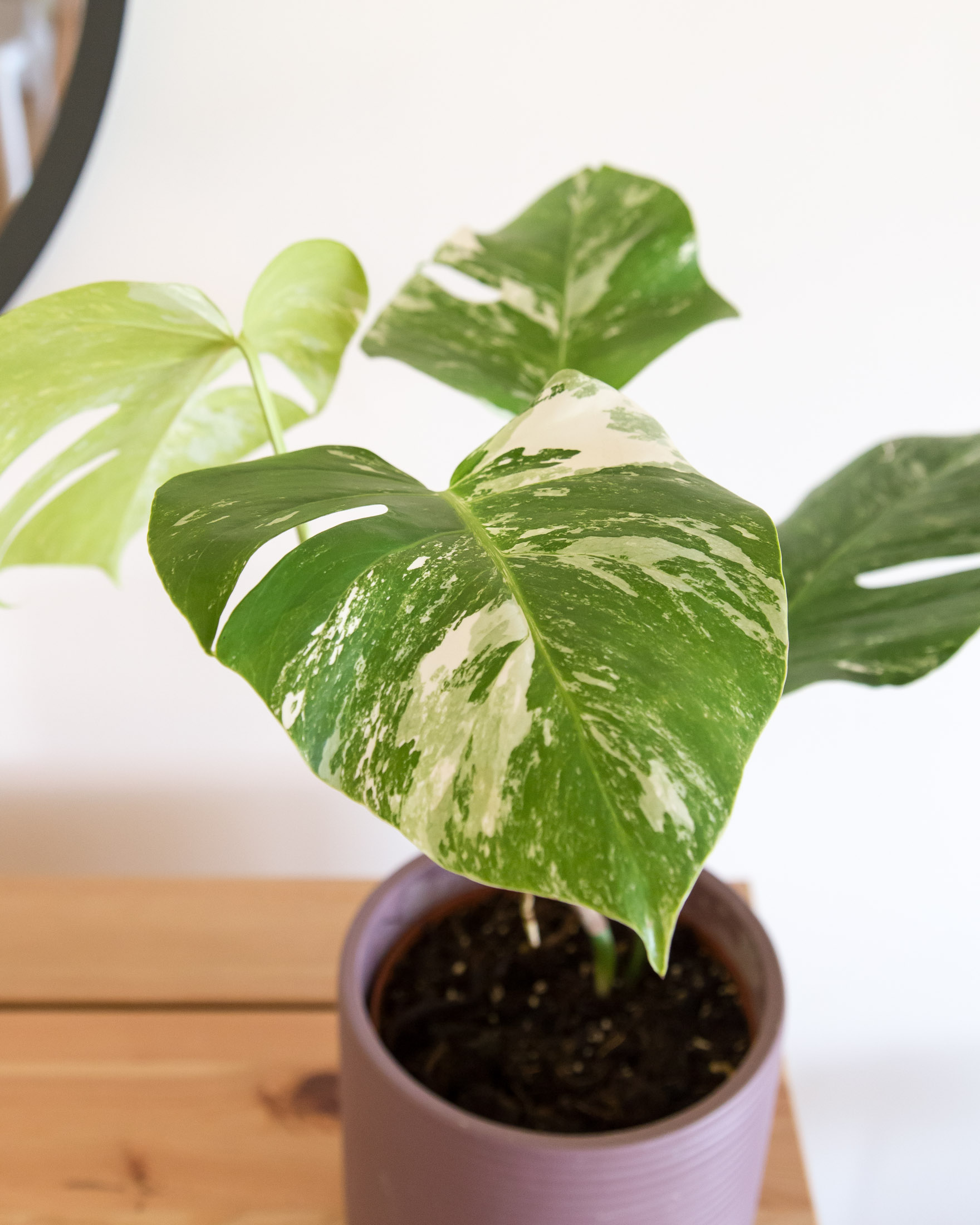 Monstera Variegata Costela De Adao Variegada Urban Jungle Comprar Plantas