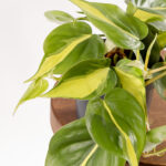 Philodendron hederaceum Brasil-4