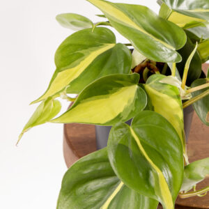 Philodendron brasil